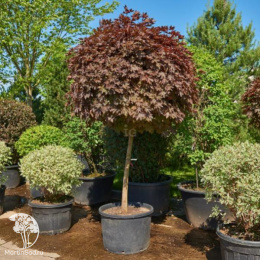 Клён остролистный Кримсон Сентри на штамбе