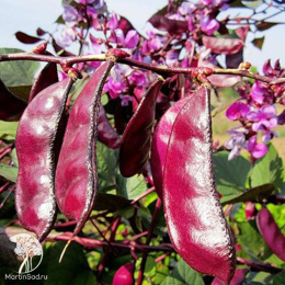 Гиацинтовые бобы Вьющаяся сирень