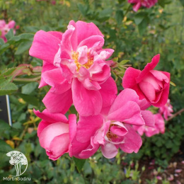 Роза канадская Уильям Баффин