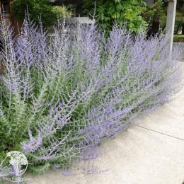 Перовския лебедоносная Рашан Сейдж