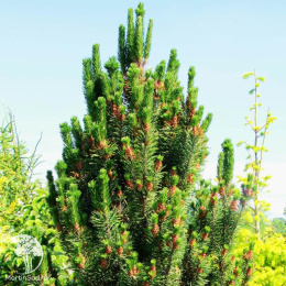 Сосна скрученная Фастигиата