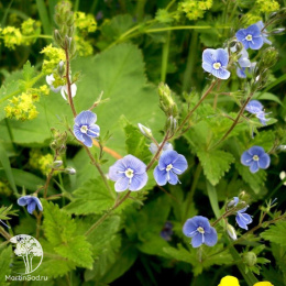 Вероника дубравная