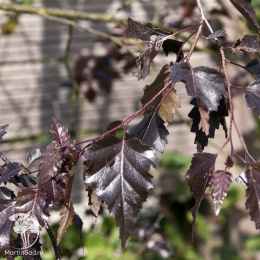 Берёза повислая Пурпуреа