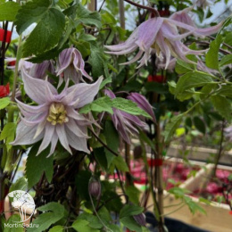 Клематис Пинк Дрим