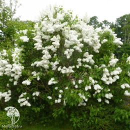 Сирень обыкновенная Мадам Лемуан