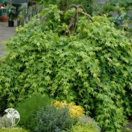 Клён пальмолистный Руисен на штамбе