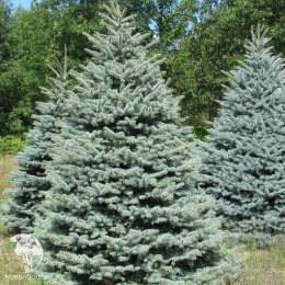 Ель колючая Блю Тринкет