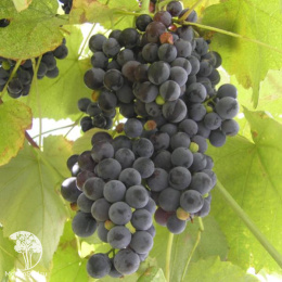 Виноград Изабелла