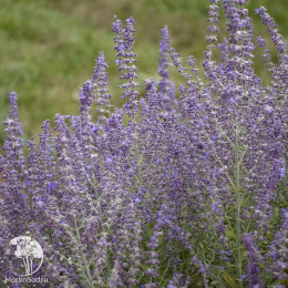 Перовския Литл Спайр