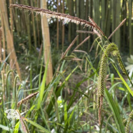 Осока висячая