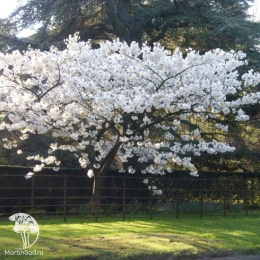 Вишня мелкопильчатая Тайхаку