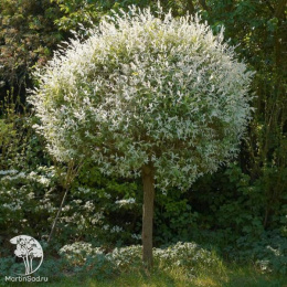 Ива цельнолистная Хакуро-Нишики на штамбе