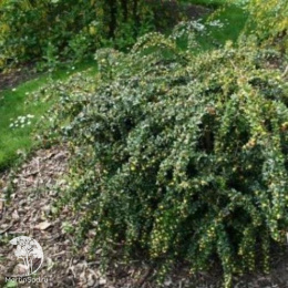 Барбарис бородавчатый