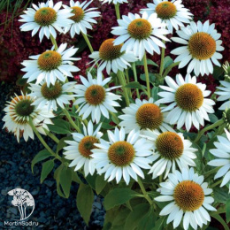 Эхинацея пурпурная белый микс