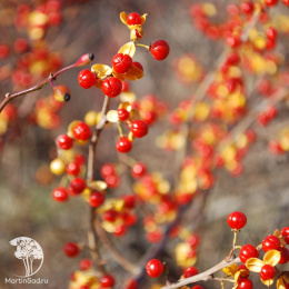 Древогубец круглолистный