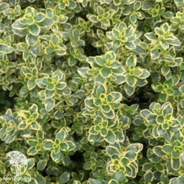 Набор для мяса тимьян Лимон Вариегата + шалфей Мерло Блю