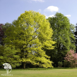 Дуб красный Ауреа