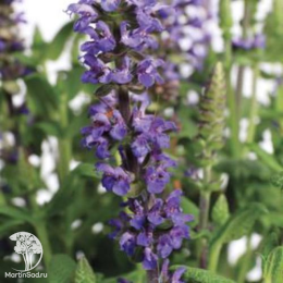 Набор для мяса тимьян Лимон Вариегата + шалфей Мерло Блю