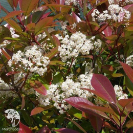 Фотиния фразера Литл Ред Робин