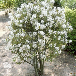 Ирга канадаская Балерина