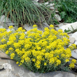 Алиссум скальный