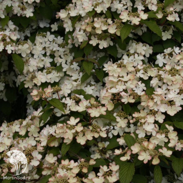 Фото Калина складчатая Пинк Бьюти