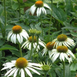 Эхинацея пурпурная Хеппи Стар