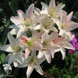 Лилия Спринг Пинк