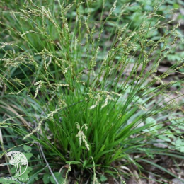 Осока пальчатая