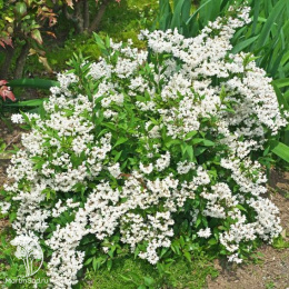 Дейция шершавая Кандидиссима