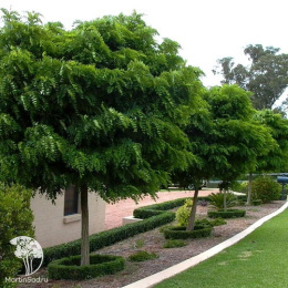 Робиния Умбракулифера на штамбе