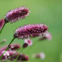 Кровохлёбка лекарственная Пинк Танна