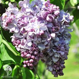 Сирень обыкновенная Маршал Ланн на штамбе