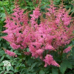 Астильба гибридная Юник Пинк