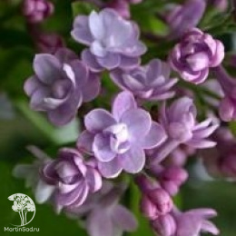 Сирень обыкновенная Мишель Бюхнер на штамбе