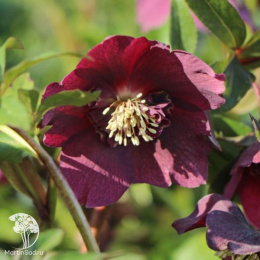 Морозник восточный Притти Эллен Ред