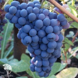 Виноград плодовый Альден