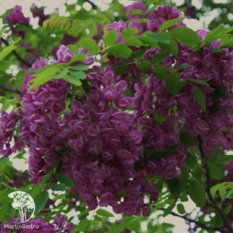 Робиния Пурпл Роуб