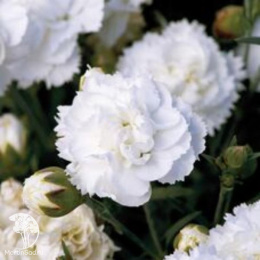 Dianthus Colores Zuri Гвоздика Колорес Зури