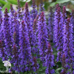 Набор для мяса розмарин лекарственный + шалфей Мерло Блю