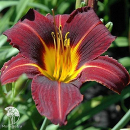 Лилейник гибридный Блэк Принц