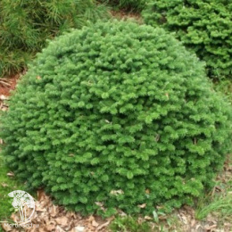 Пихта корейская Бриллиант