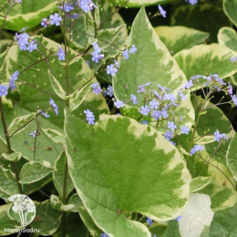 Бруннера крупнолистная Хадспен Крим