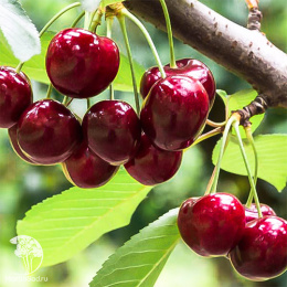 Черевишня Дюк Кормилица