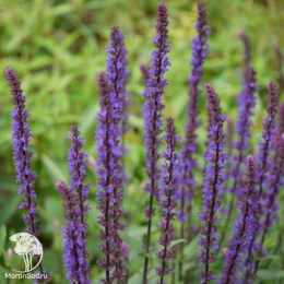 Набор для мяса тимьян Сильвер Куин + шалфей Карадонна Компакт