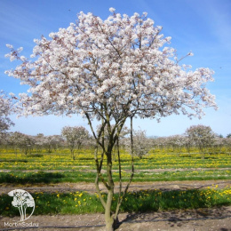 Ирга Ламарка с формой кроны "Крыша"