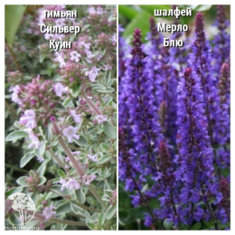 Набор для мяса тимьян Сильвер Куин + шалфей Мерло Блю