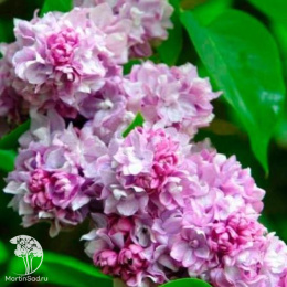 Сирень Монтень