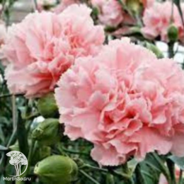 Гвоздика Колорес Фина