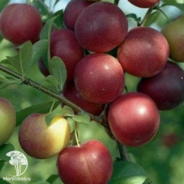 Сверхвыгодный комплект! Алыча Анжелен + опылитель Алыча Путешественница